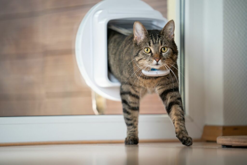gps-tracker-katzen