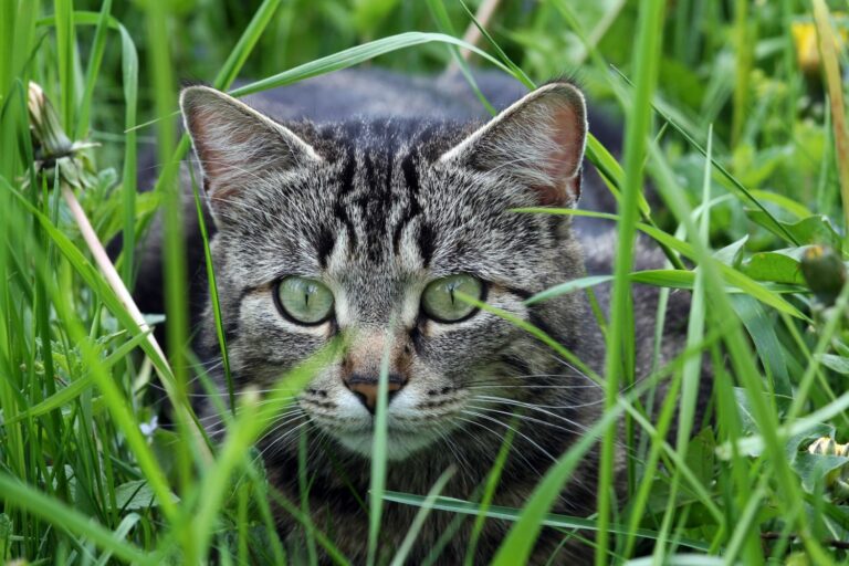 Jagdverhalten von Katzen