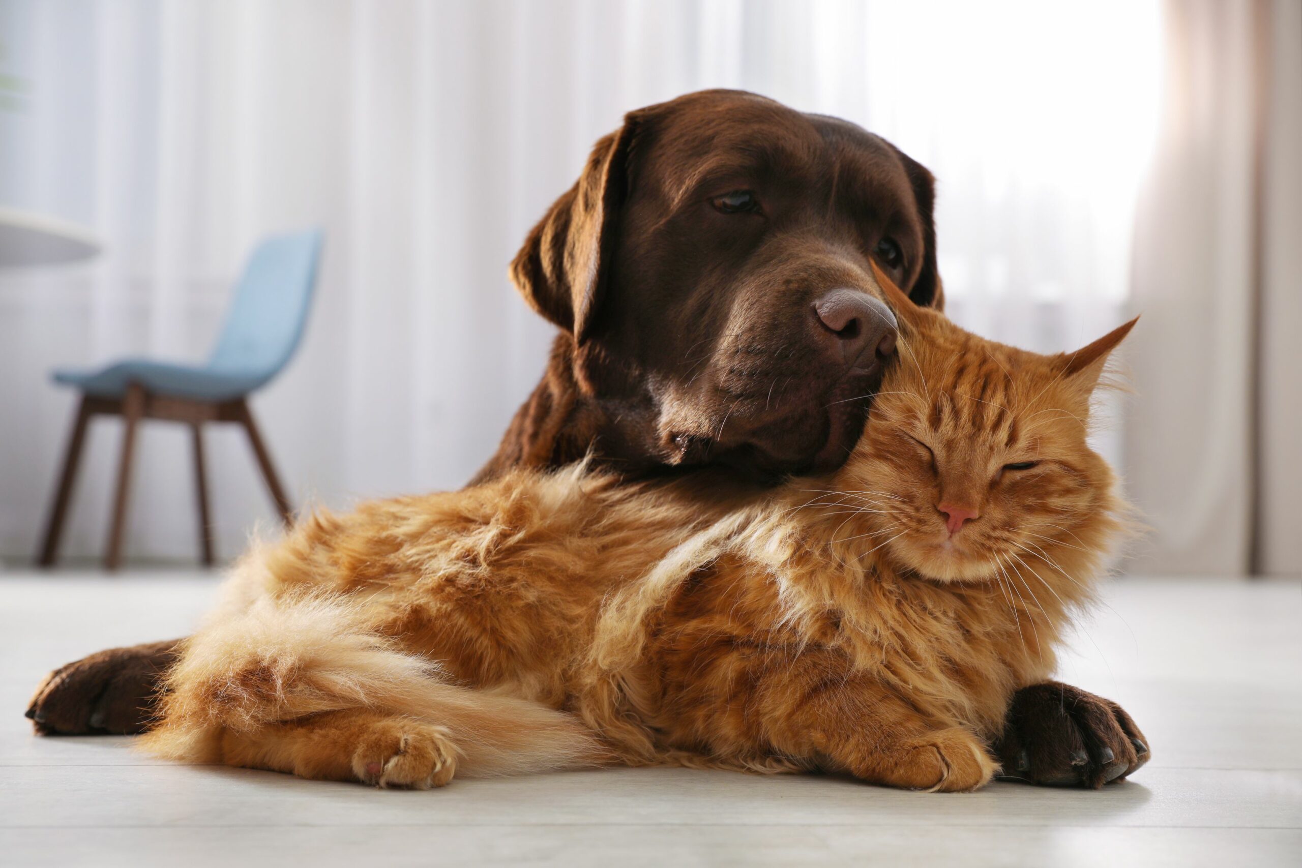 Tierversicherung: Hund und Katze beim Tierarzt untersucht