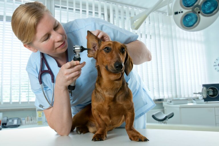 Ergo Tierkrankenversicherung im Test