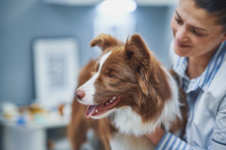 Hundekrankenversicherung-Tierarzt