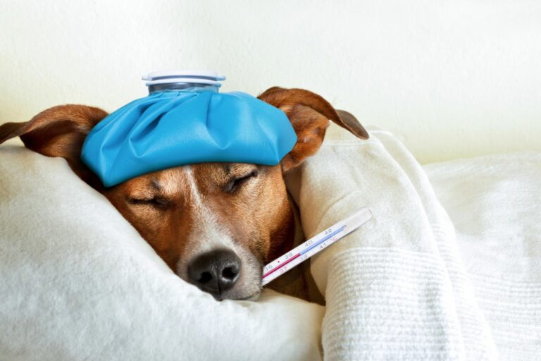 Hundekrankheiten