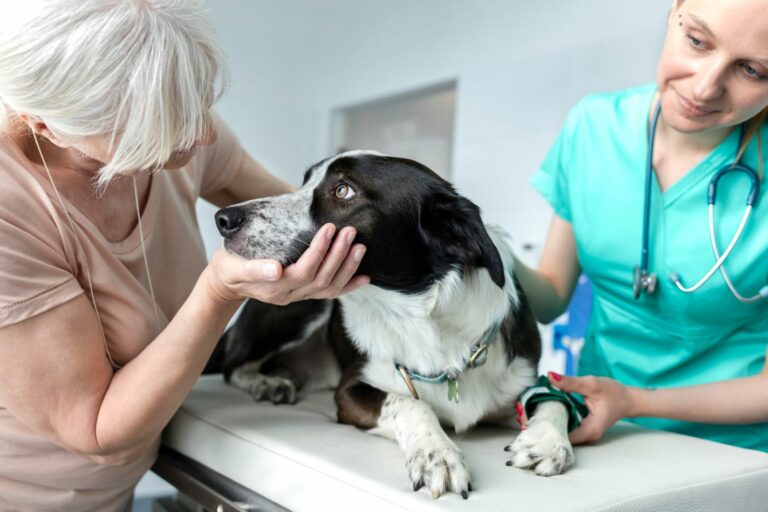 Doctor,And,Senior,Owner,Looking,At,Dog,On,Bed,In
