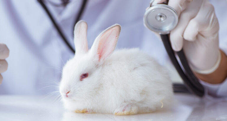 rabbit-vet-visit