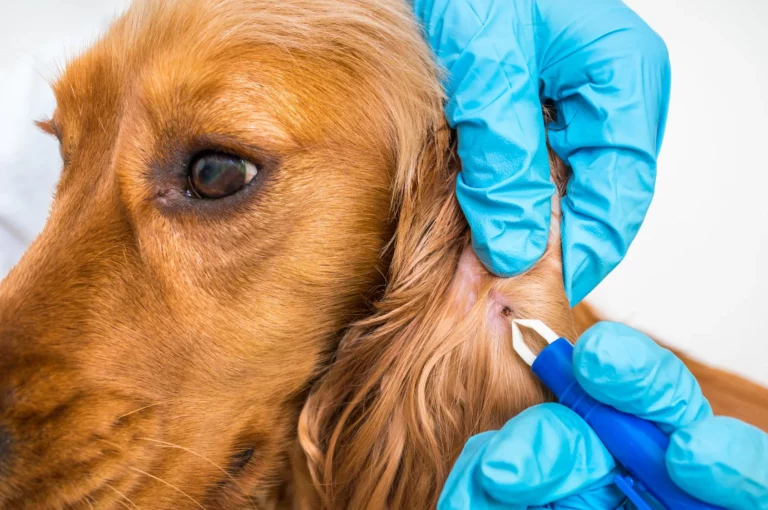Borreliose-Zecken-Hund