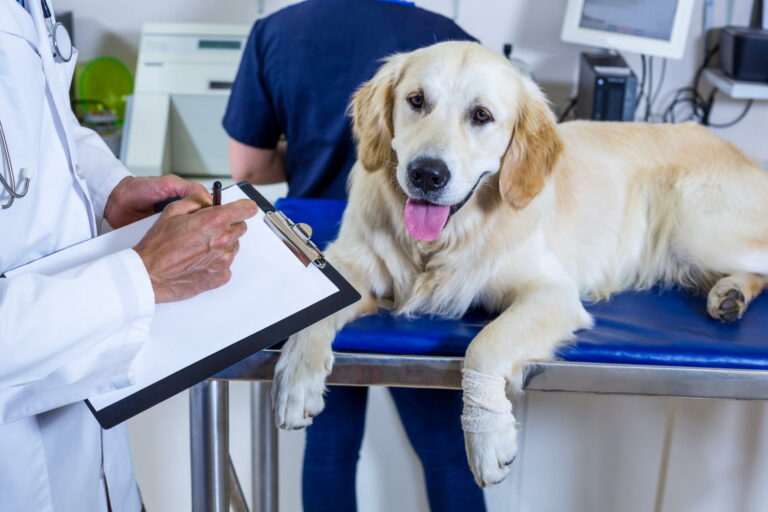 Welche-Leistungen-deckt-eine-Hundekrankenversicherung-1