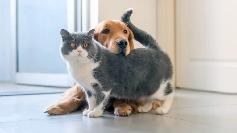 tierversicherung