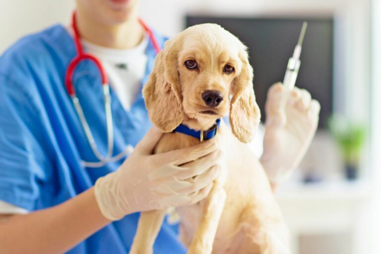 dog-vaccination-costs-284365673-2000-972cf55605734f48969fd8914665af11