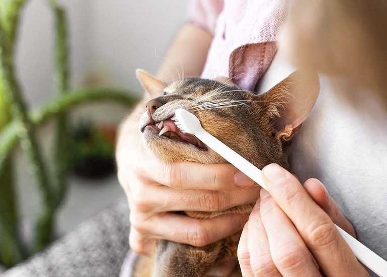 zahnstein-bei-katzen-so-haeltst-du-die-zaehne-deiner-samtpfote-gesund-2841209