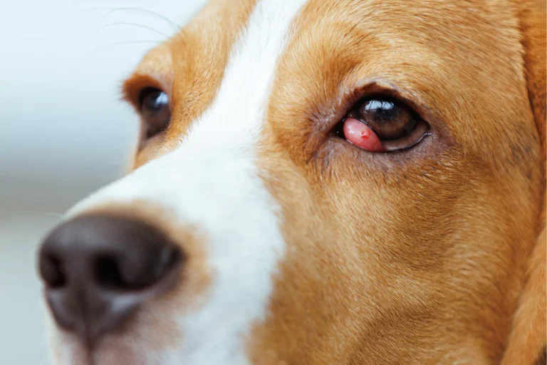 cherry-eye-hund