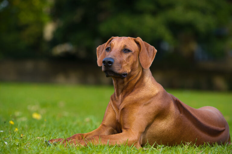 csm_Rhodesian_Ridgeback_Seitenportrait_5834f960e8-3563-4