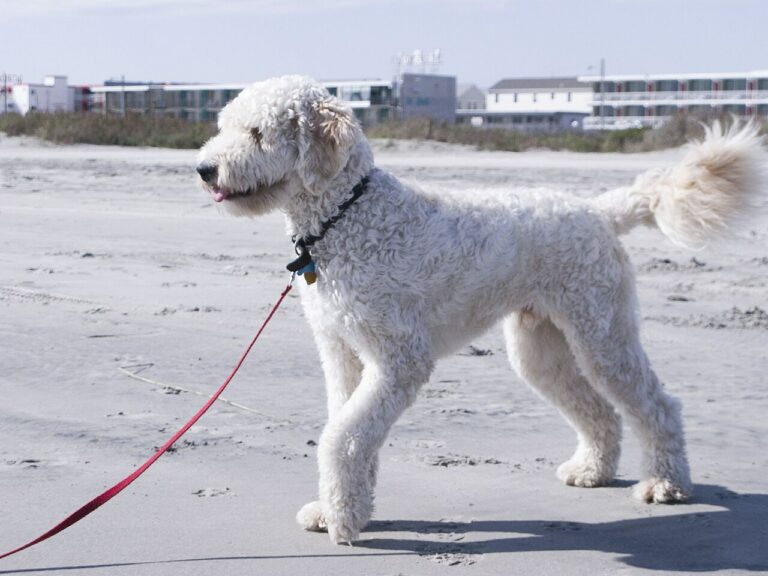 Goldendoodle_standing