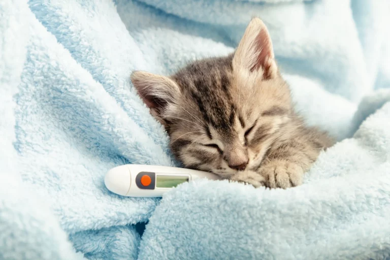 cat-with-flu