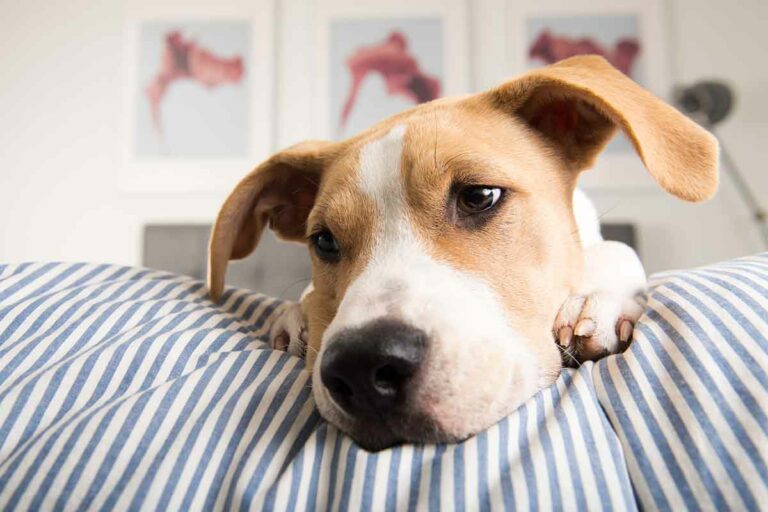 dogchemofeatured-1