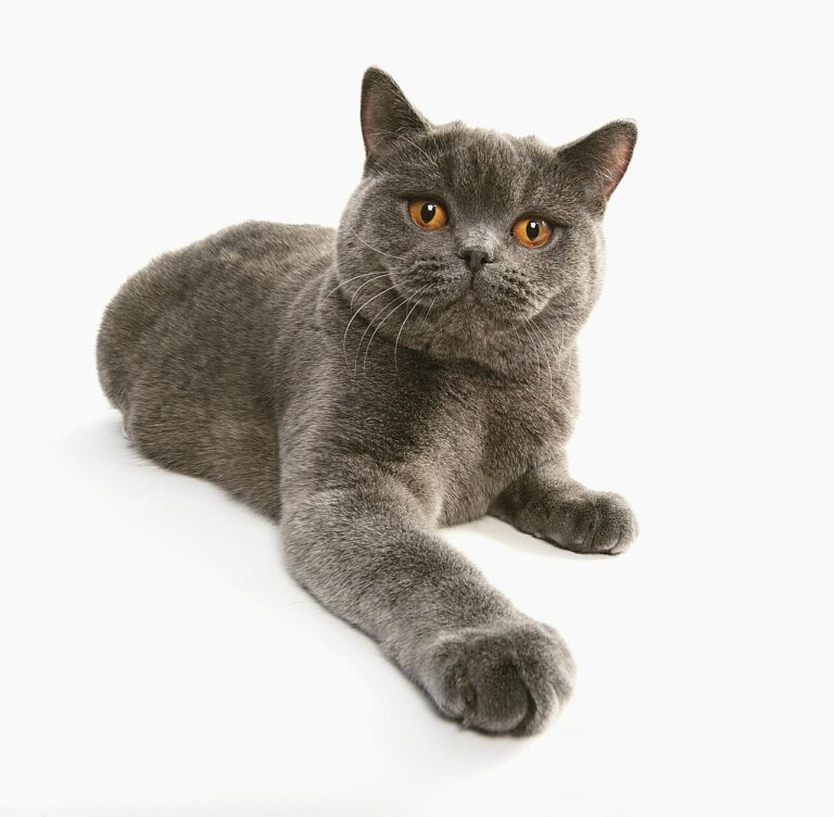 Mystica_from_British_Empire_Cattery