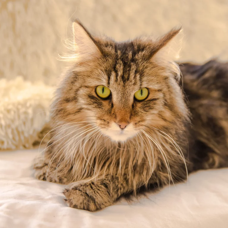 Norweigian-Cat-Breed