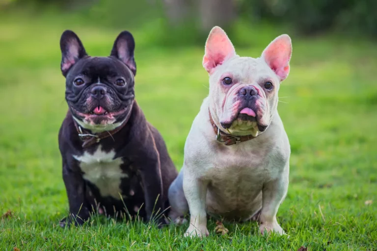 Two-French-bulldogs