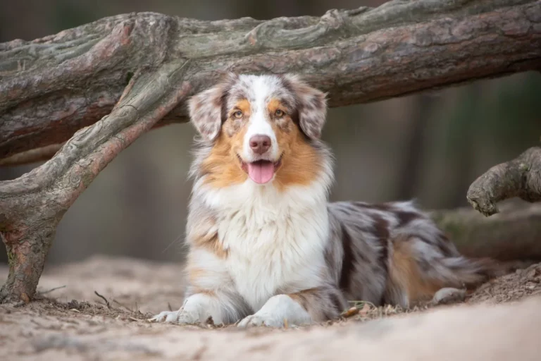australian-shepherd-hund-natur