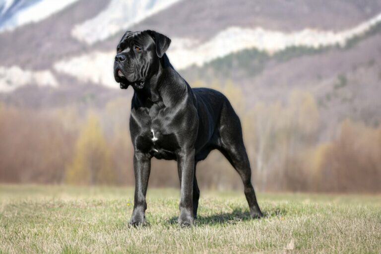 cane-corso