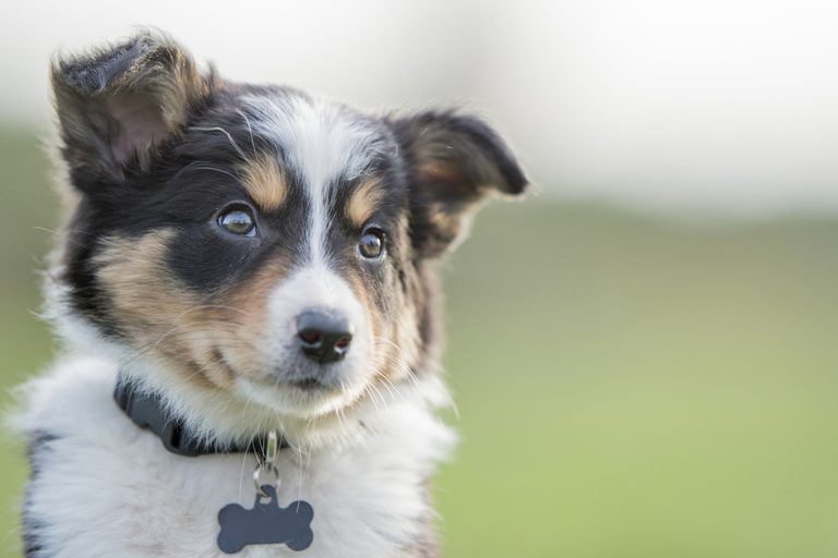 hundewelpe-(1)