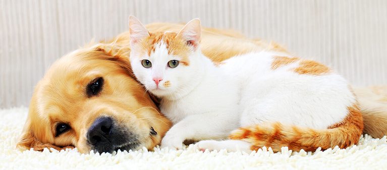 Ratgeber_Katze_und_Hund_1200x527