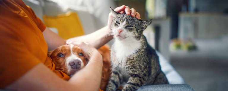Katze und Hund werden auf der Couch gestreichelt.